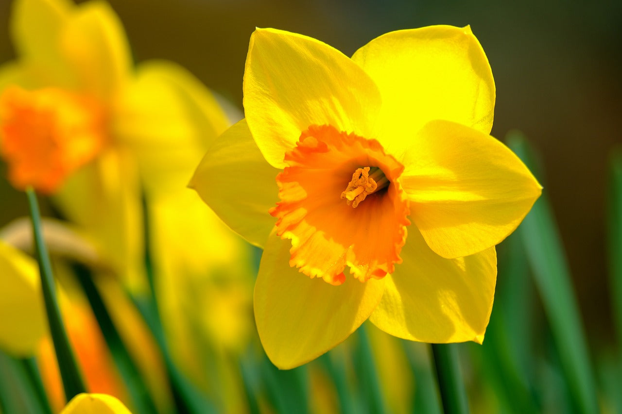 Red Devon Daffodil Bulbs