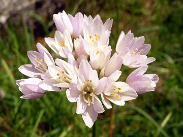 Roseum Allium Bulbs