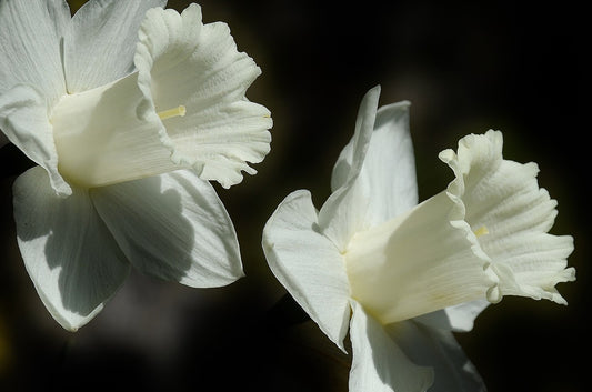 Daffodil (Miniature) Sailboat