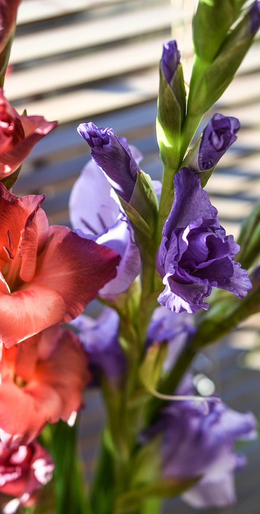 Gladioli Large Flowered Blue Bulbs