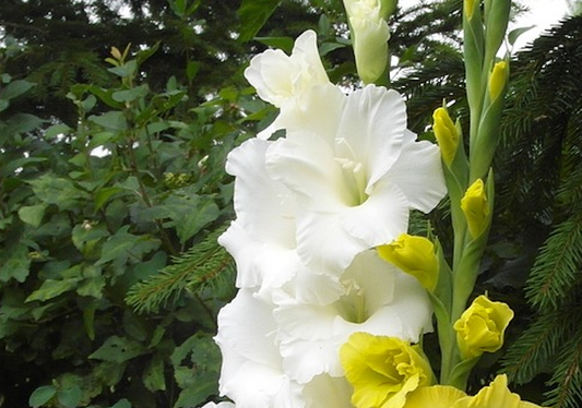 Gladioli Large Flowered White Bulbs