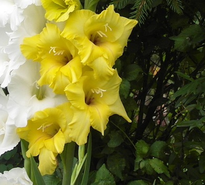 Gladioli Large Flowered Yellow Bulbs