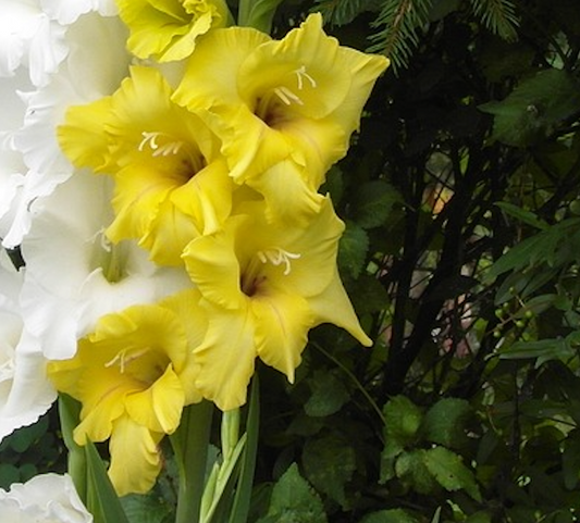 Gladioli Large Flowered Yellow Bulbs