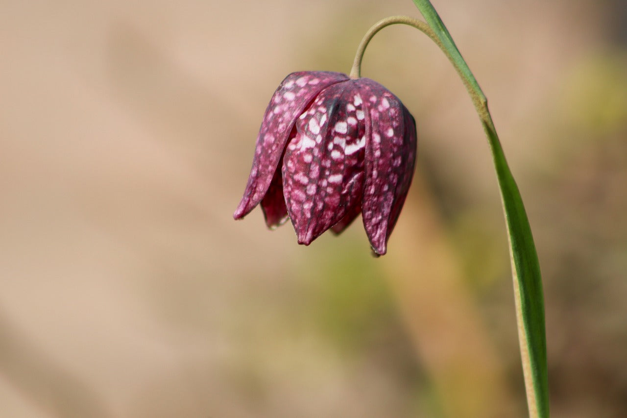 Snakes Head Fritillaria Bulbs (Fritillaria meleagris)