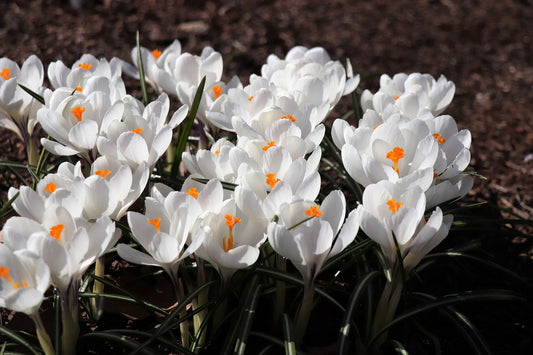 Snow Bunting Crocus Bulbs