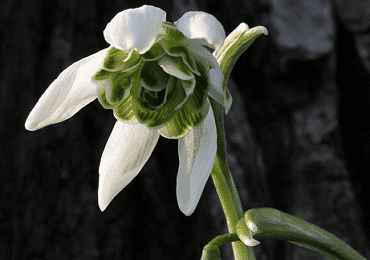 Snowdrop Flore Plena (Double)