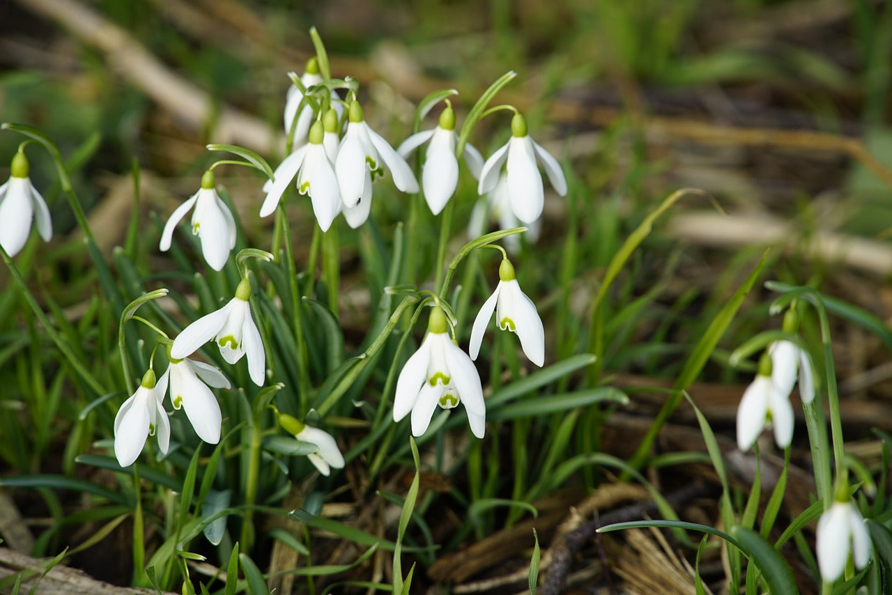 Snowdrop Ikariae (Woronowii)