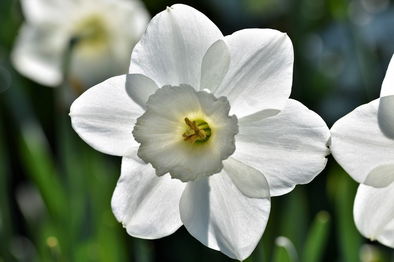 Daffodil (Miniature) Thalia