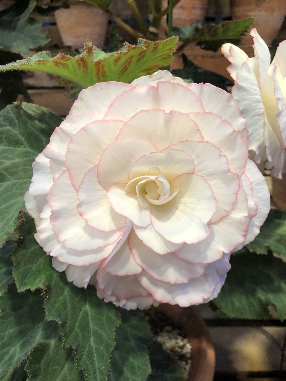 Begonia Double White