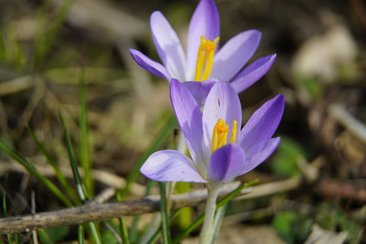 Tommasinianus Whitewell Species Crocus Bulbs