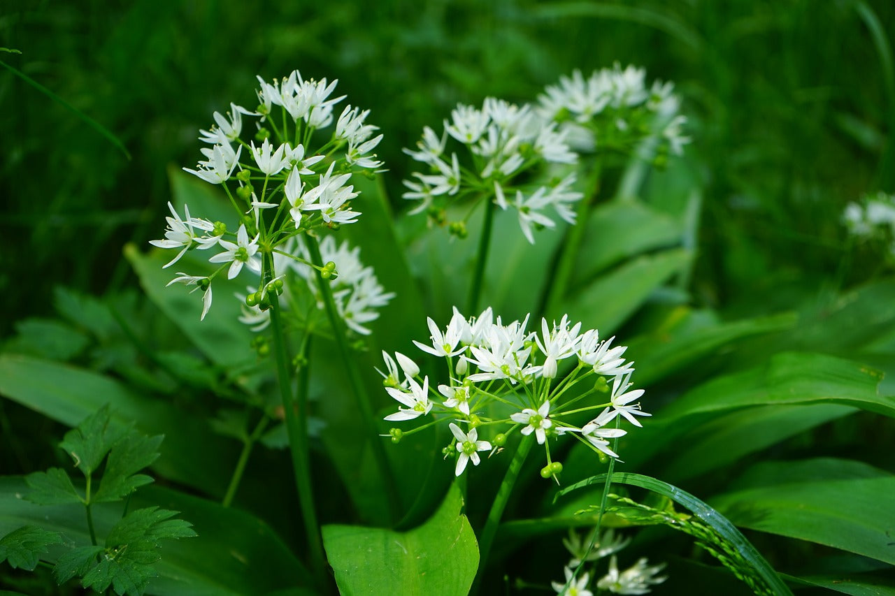 Wild Garlic Allium Bulbs