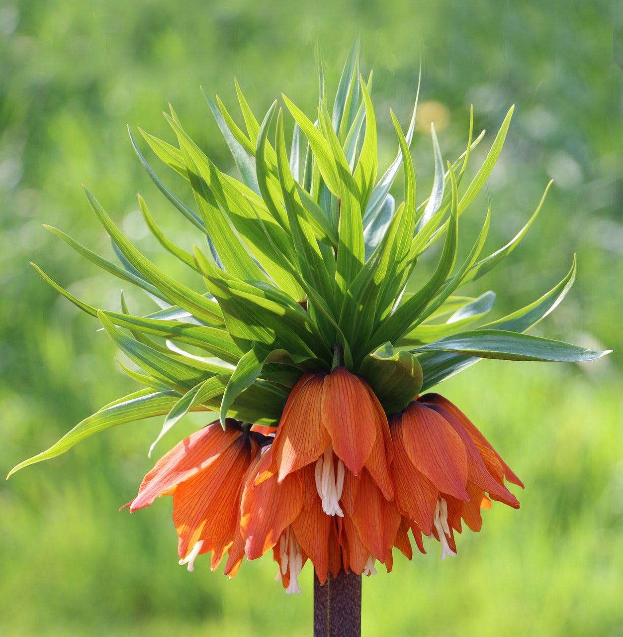 Fritillaria William Rex Bulbs