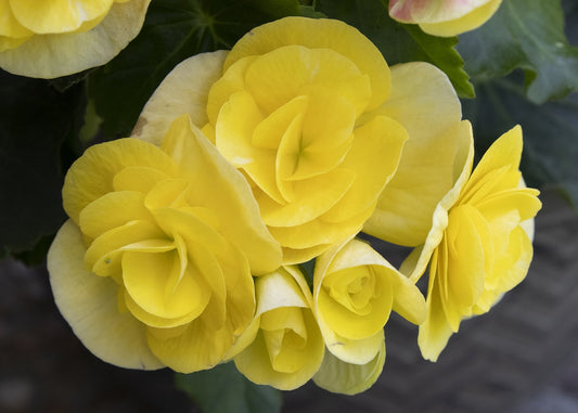 Begonia Double Yellow