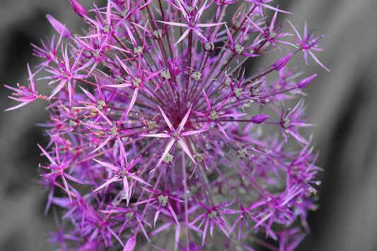 Spider Allium Bulbs