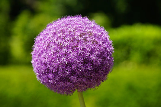 Globemaster Allium Bulbs