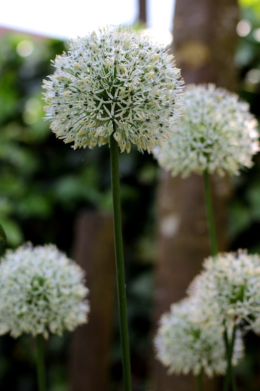 Mount Everest Allium Bulbs