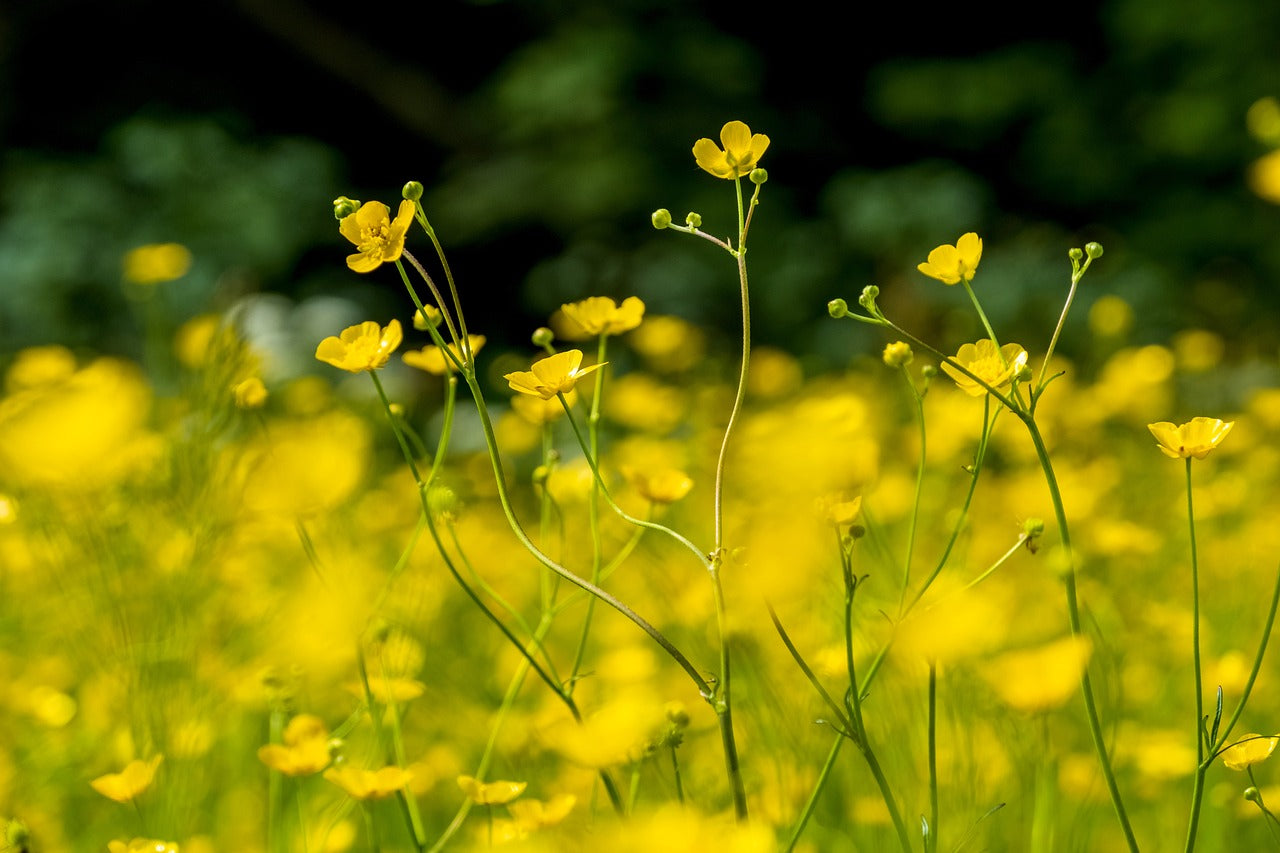 Bulbous Buttercup Seed (Ranunculus Bulbosus)