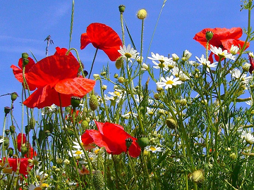 Corn Field Annual Wildflower Seeds