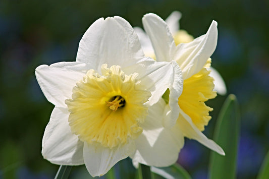 Ice Follies Daffodil Bulb