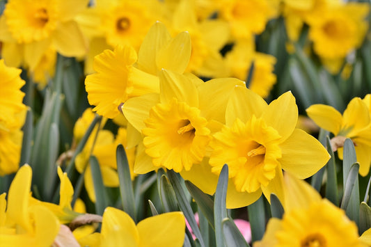 Dutch Master Narcissi Bulbs