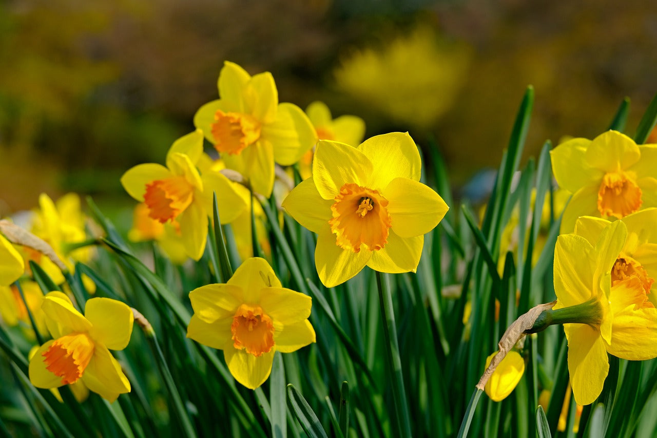 Fortune Narcissi Bulbs