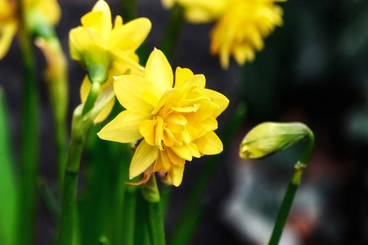 Golden Ducat Narcissus Bulbs