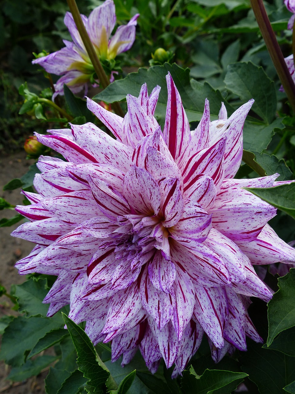 Dahlia Avignon Bulbs