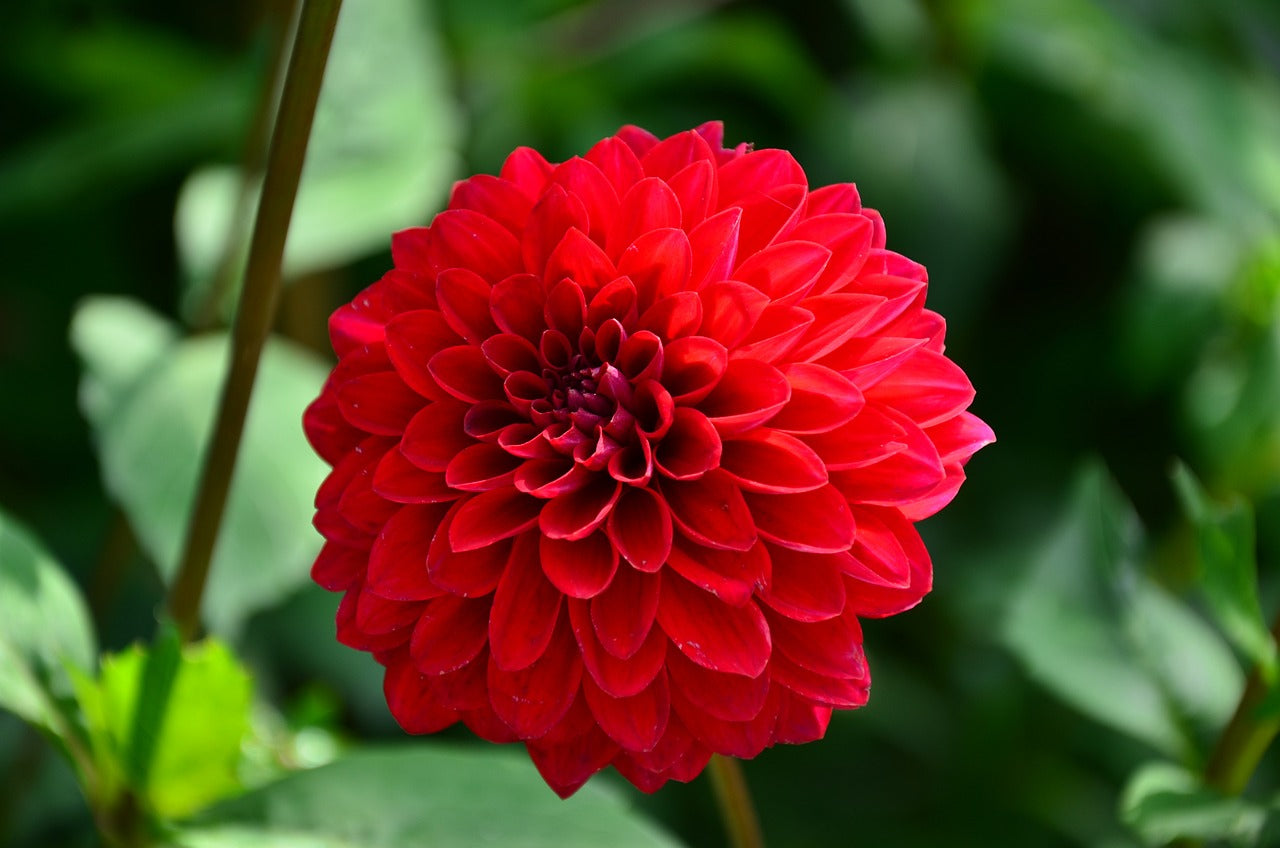 Dahlia Viking bulbs