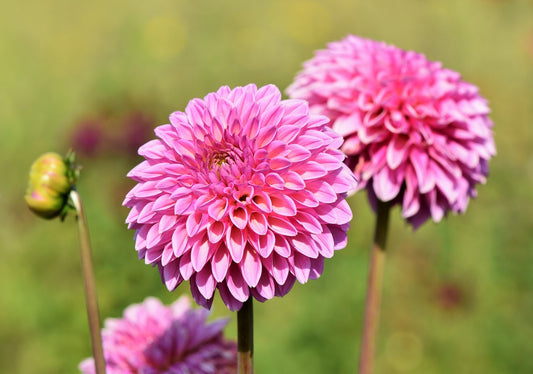 Dahlia Boy Scout Bulbs