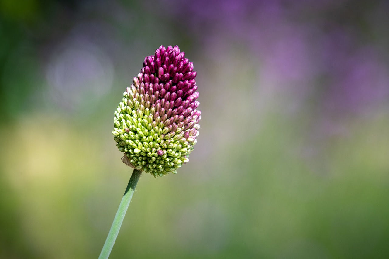 Drum Stick Allium Bulbs