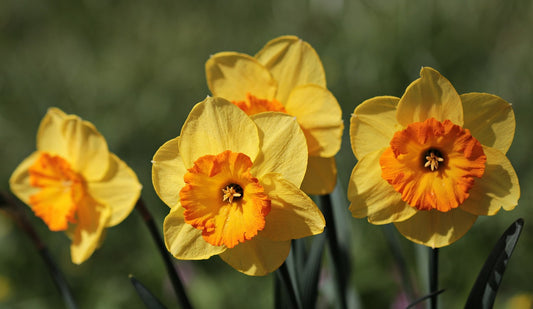 Narcissus Grand Soleil D'Or Daffodil Bulbs