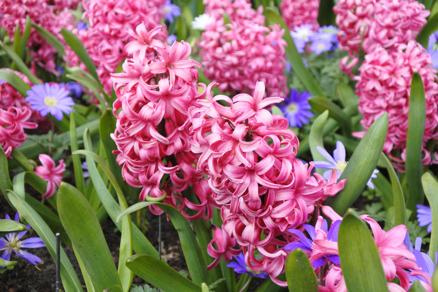 Hyacinth Bedding Pink