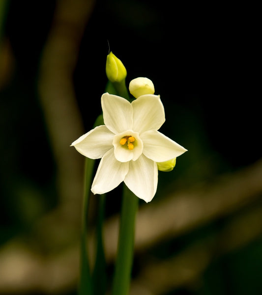 Narcissus Paperwhite Daffodil Bulbs