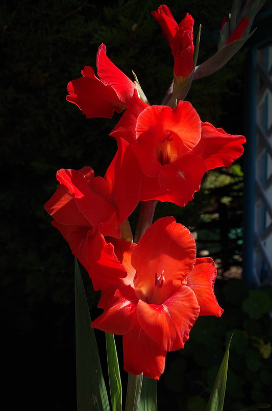 Gladioli Large Flowered Red Bulbs