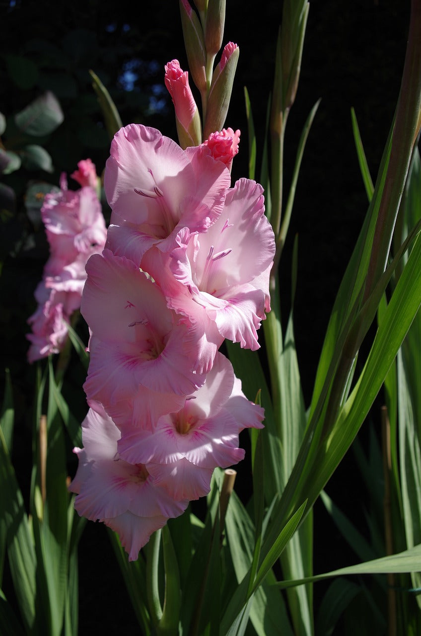 Gladioli Large Flowered Pink bulbs