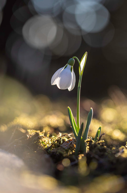 Giant Snowdrop (Galanthus Elwesii) Bulbs