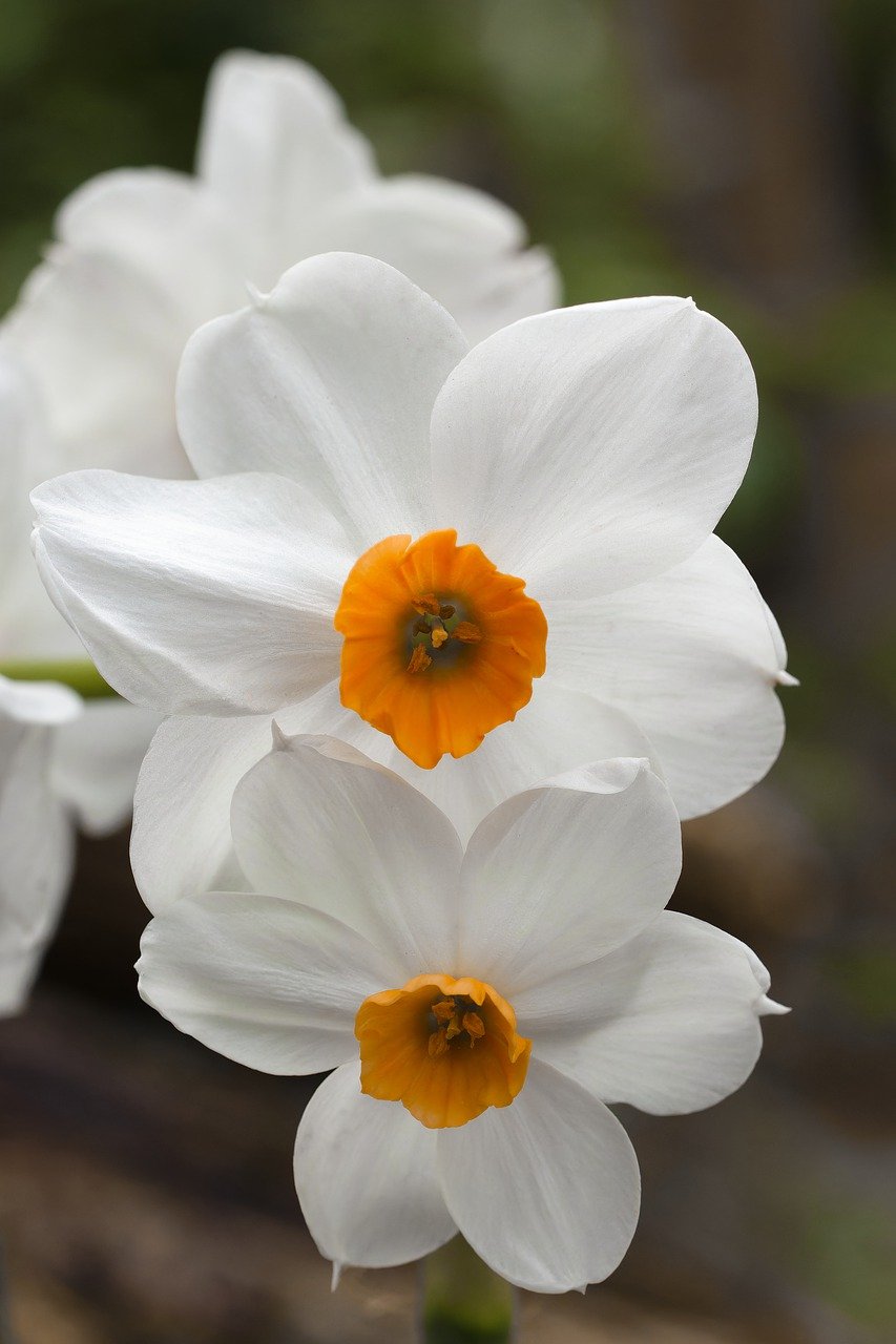 Geranium Daffodil Bulbs