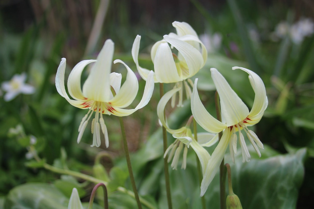 Erythronium Revolutum White Beauty