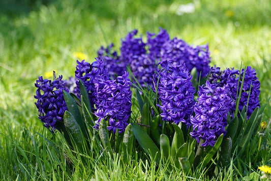 Hyacinth Bedding Blue