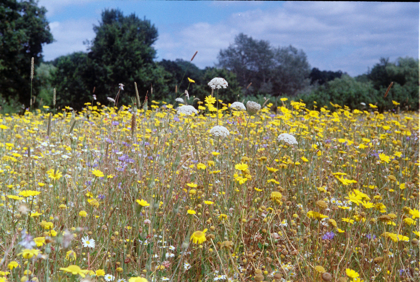 General Purpose Wildflower Meadow Mixture