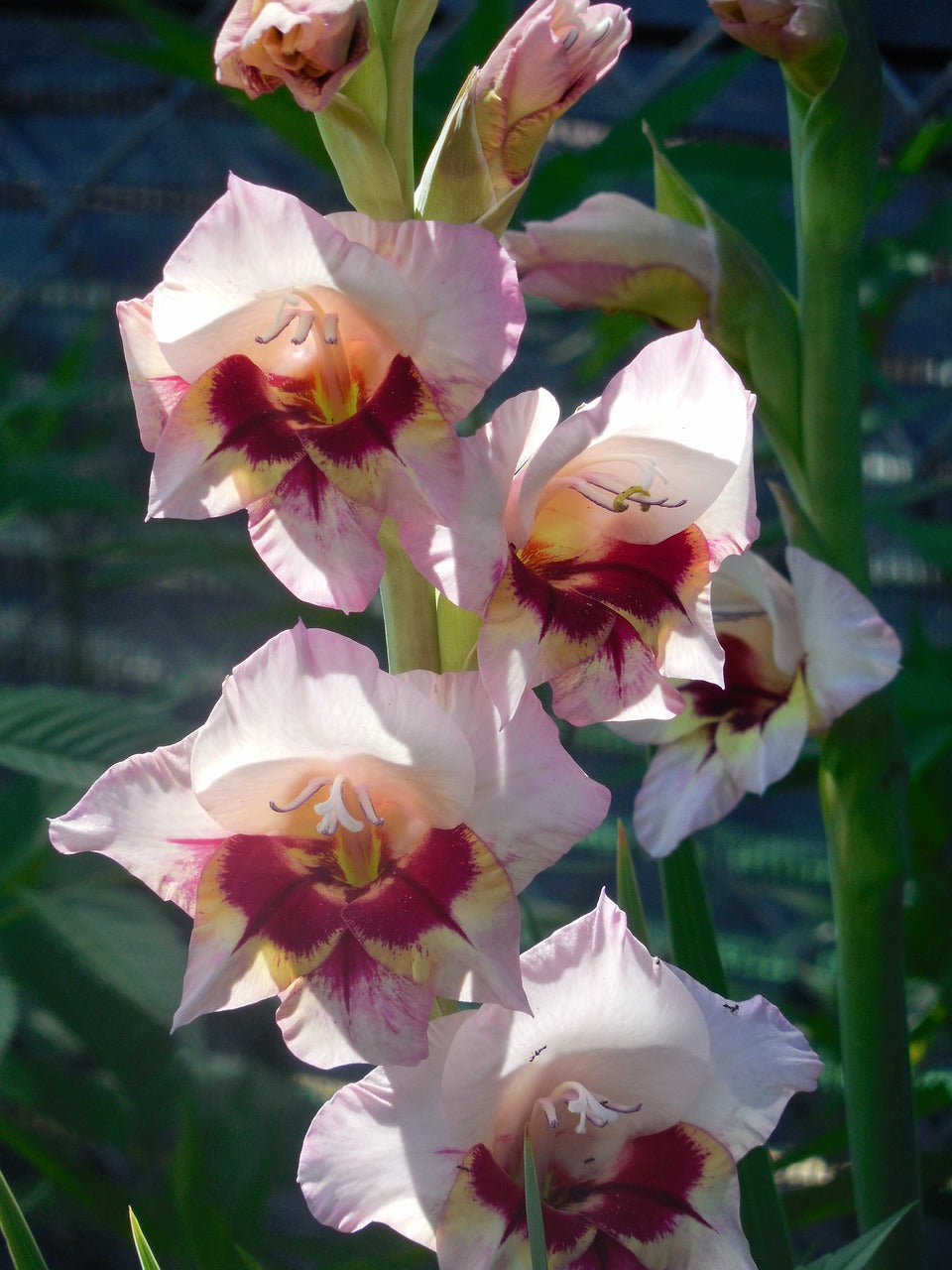 Gladioli Nanus Bulbs