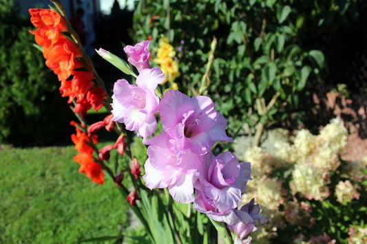 Gladioli Butterfly Mix Bulbs