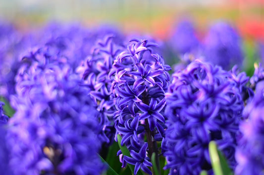 Hyacinth Ordinary Ostara