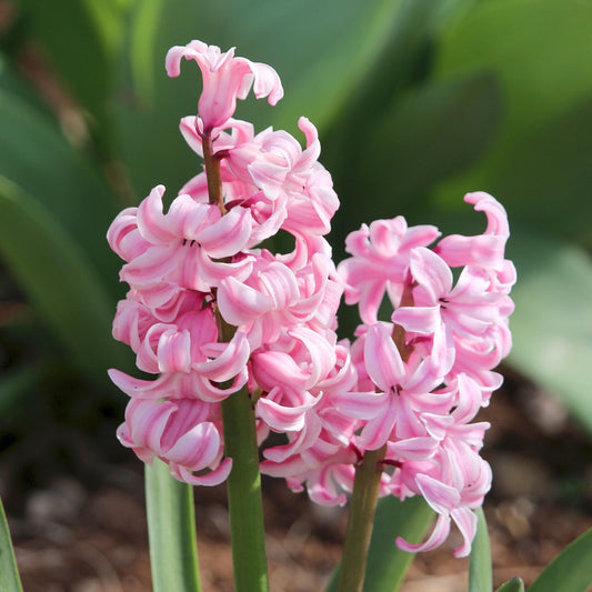 Hyacinth Ordinary Anne Marie