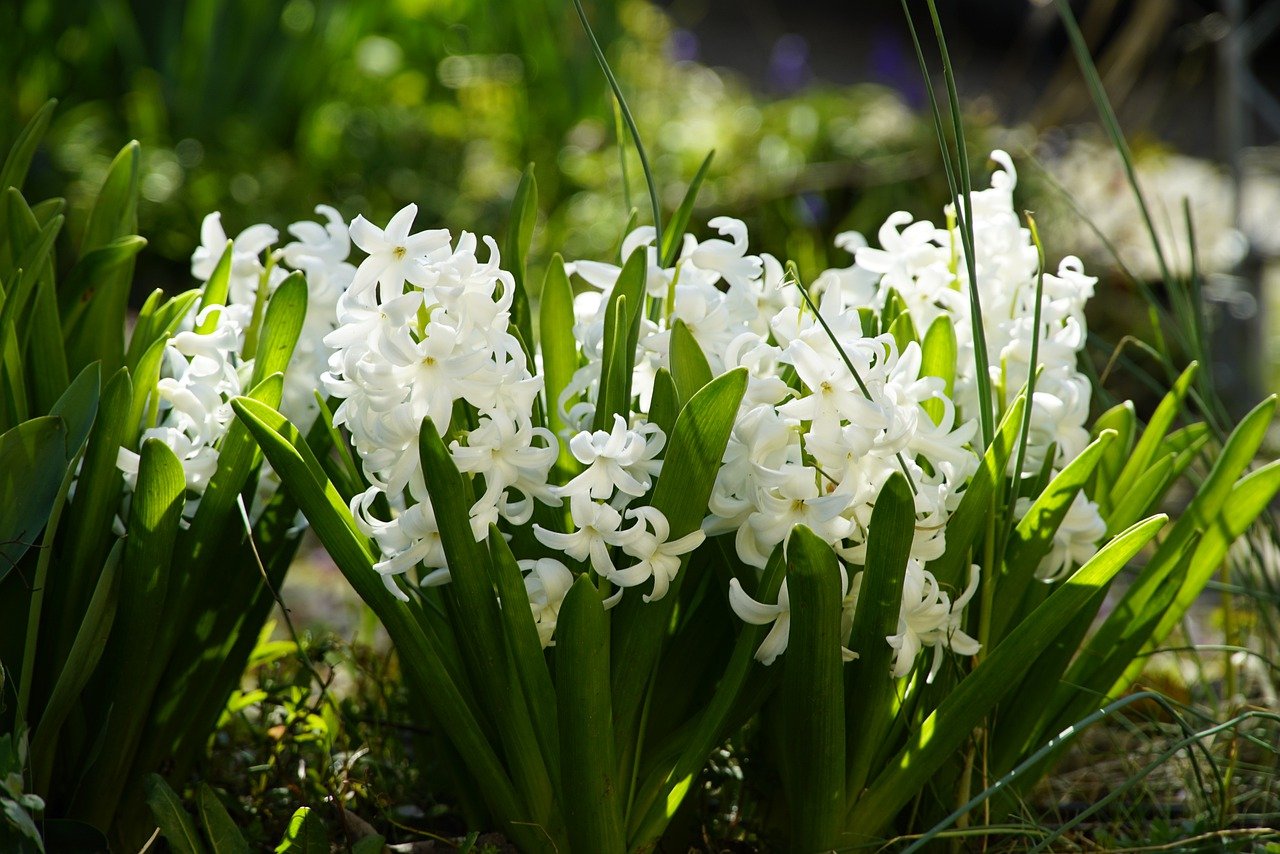 Hyacinth Bedding White