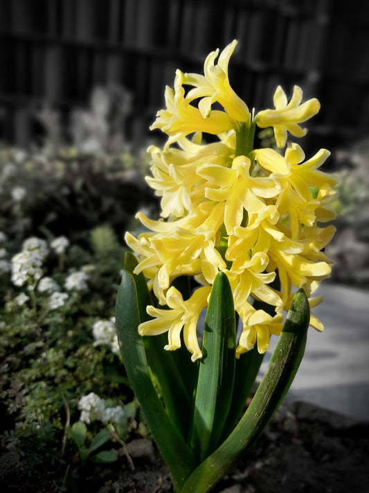 Hyacinth Bedding Yellow