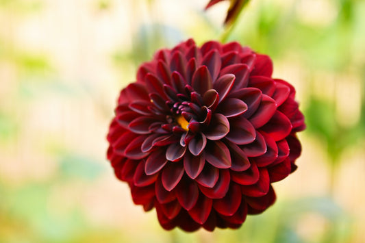 Dahlia Arabian Night bulbs