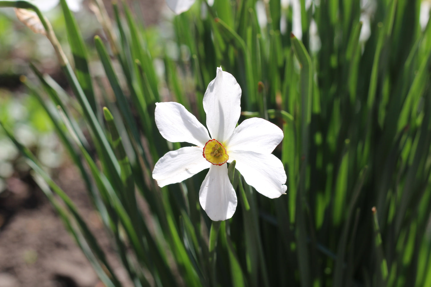 Actaea Daffodil Bulbs