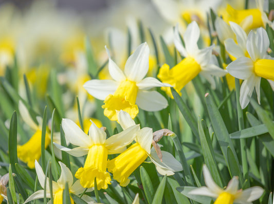 Daffodil (Miniature) Topolino