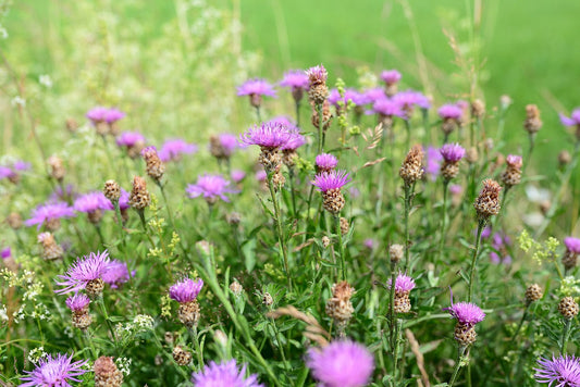 Common Knapweed Seed (Centaurea Nigra)